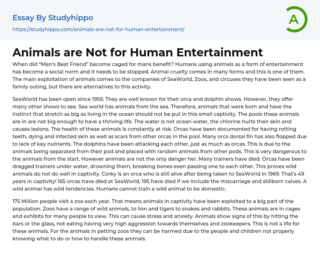 Animals are Not for Human Entertainment Essay Example