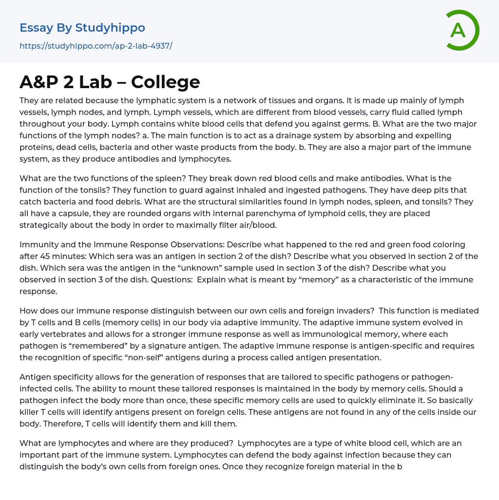 A&P 2 Lab – College Essay Example