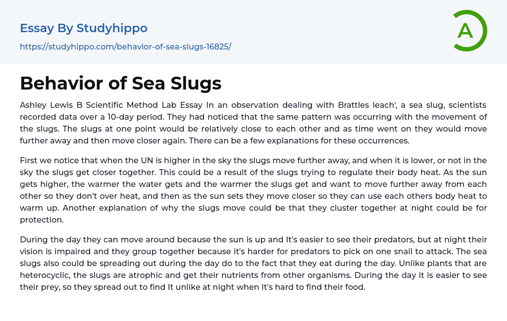 Behavior of Sea Slugs Essay Example