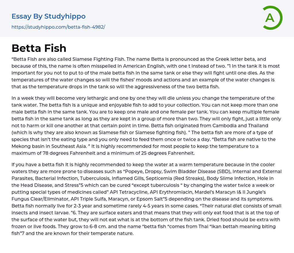 Betta Fish Essay Example