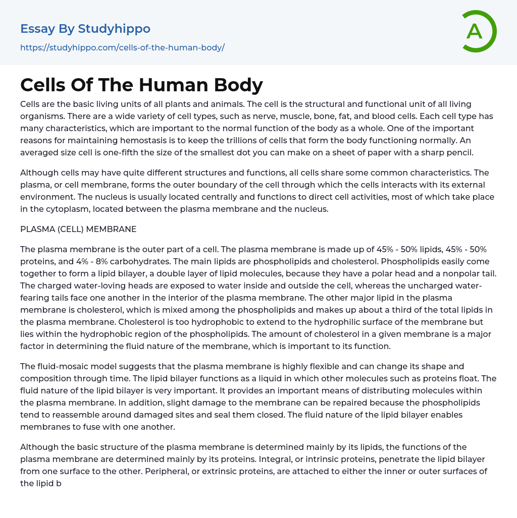 human body essay