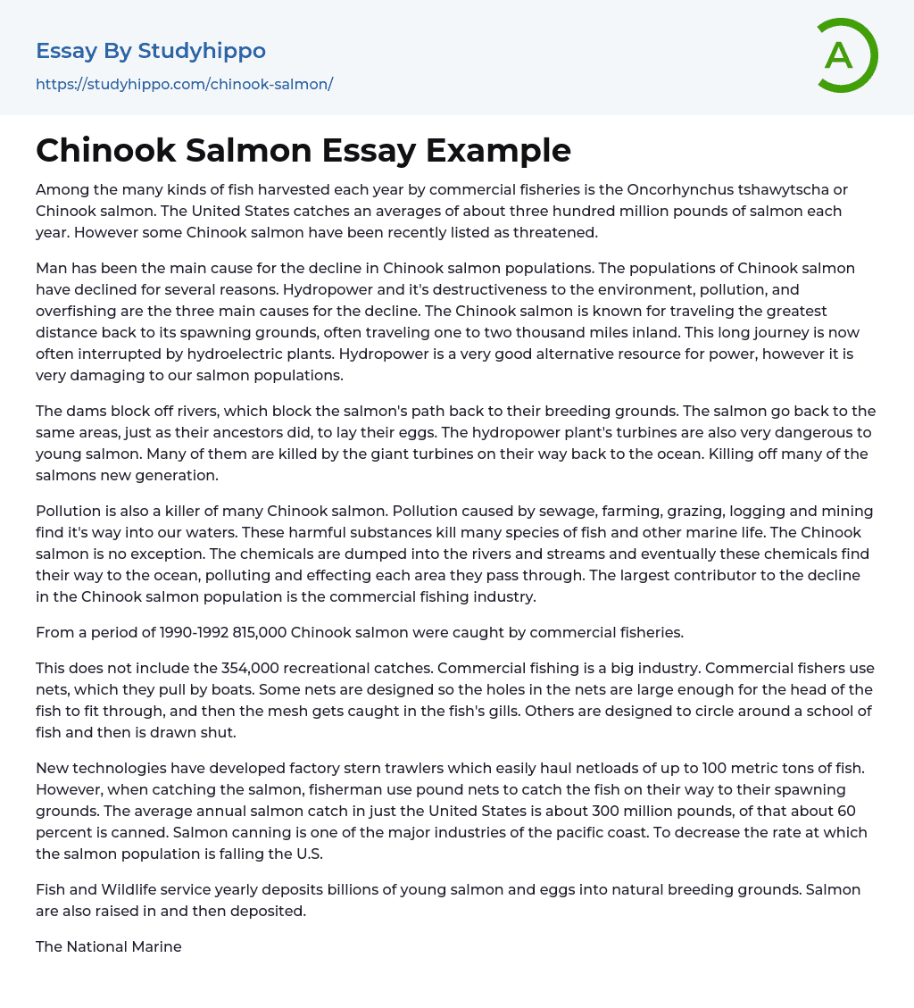 Chinook Salmon Essay Example