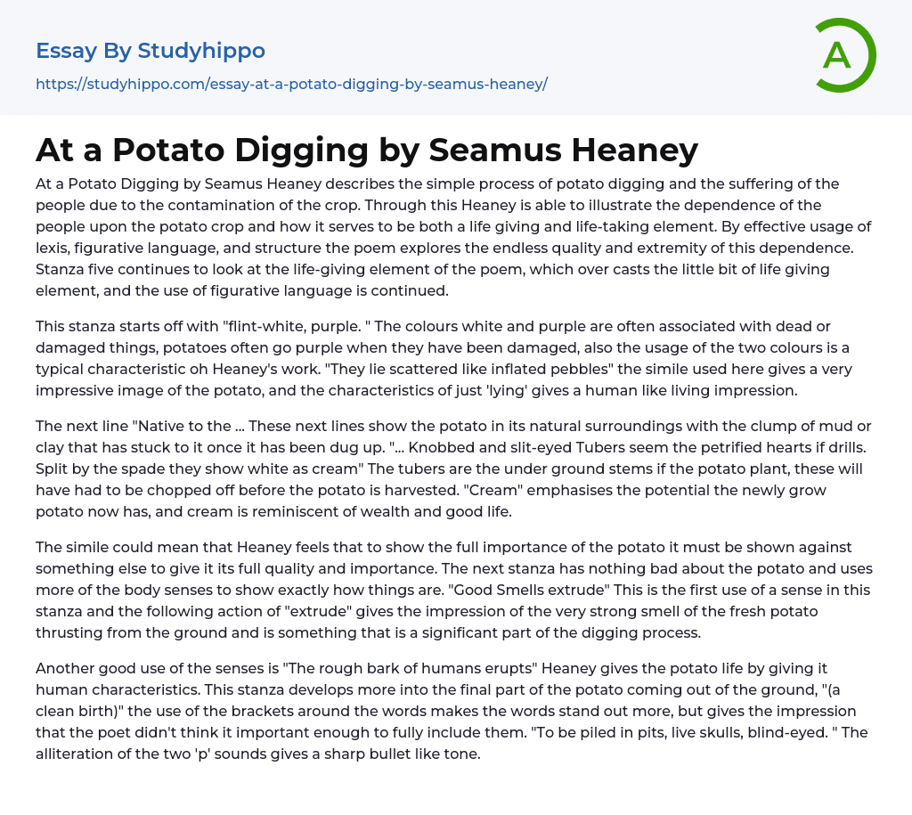 At a Potato Digging by Seamus Heaney Essay Example
