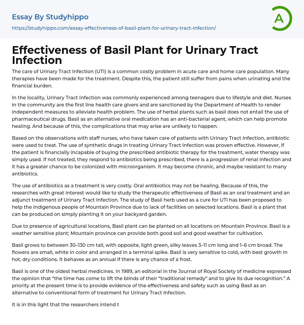 Effectiveness of Basil Plant for Urinary Tract Infection Essay Example