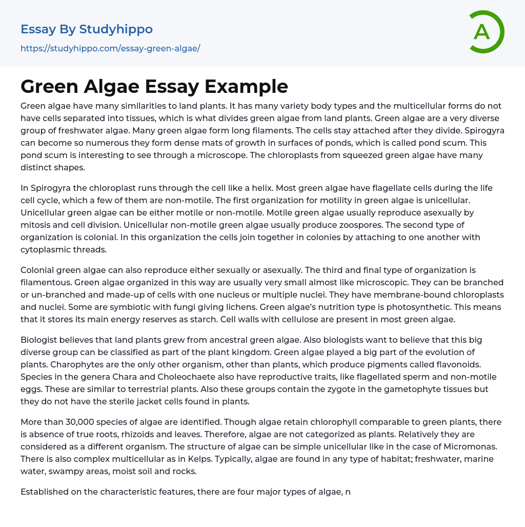 Green Algae Essay Example