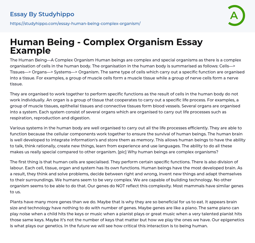 Human Being – Complex Organism Essay Example