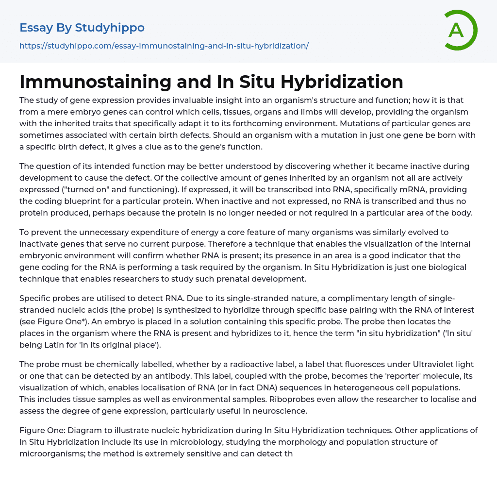 Immunostaining and In Situ Hybridization Essay Example