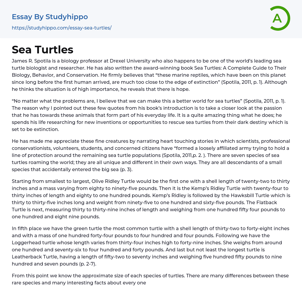 Sea Turtles Essay Example