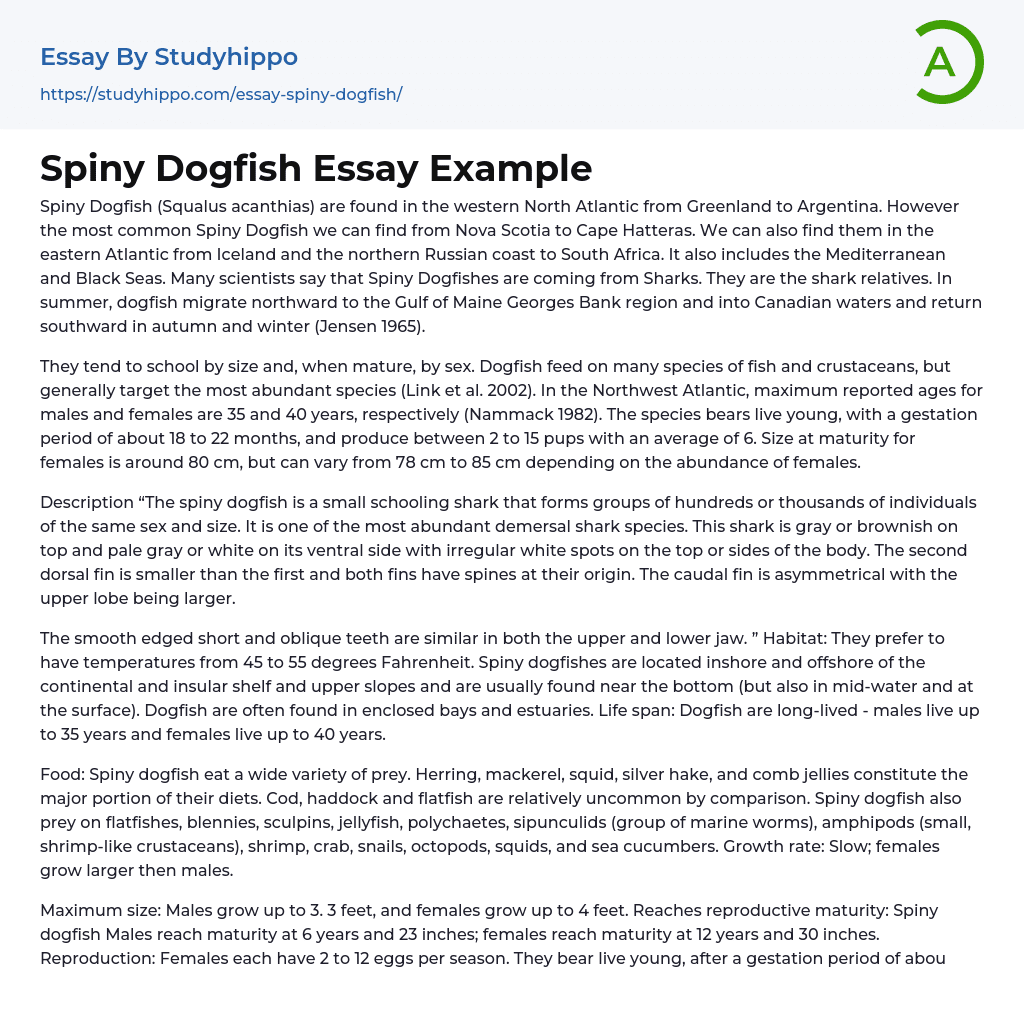 Spiny Dogfish Essay Example