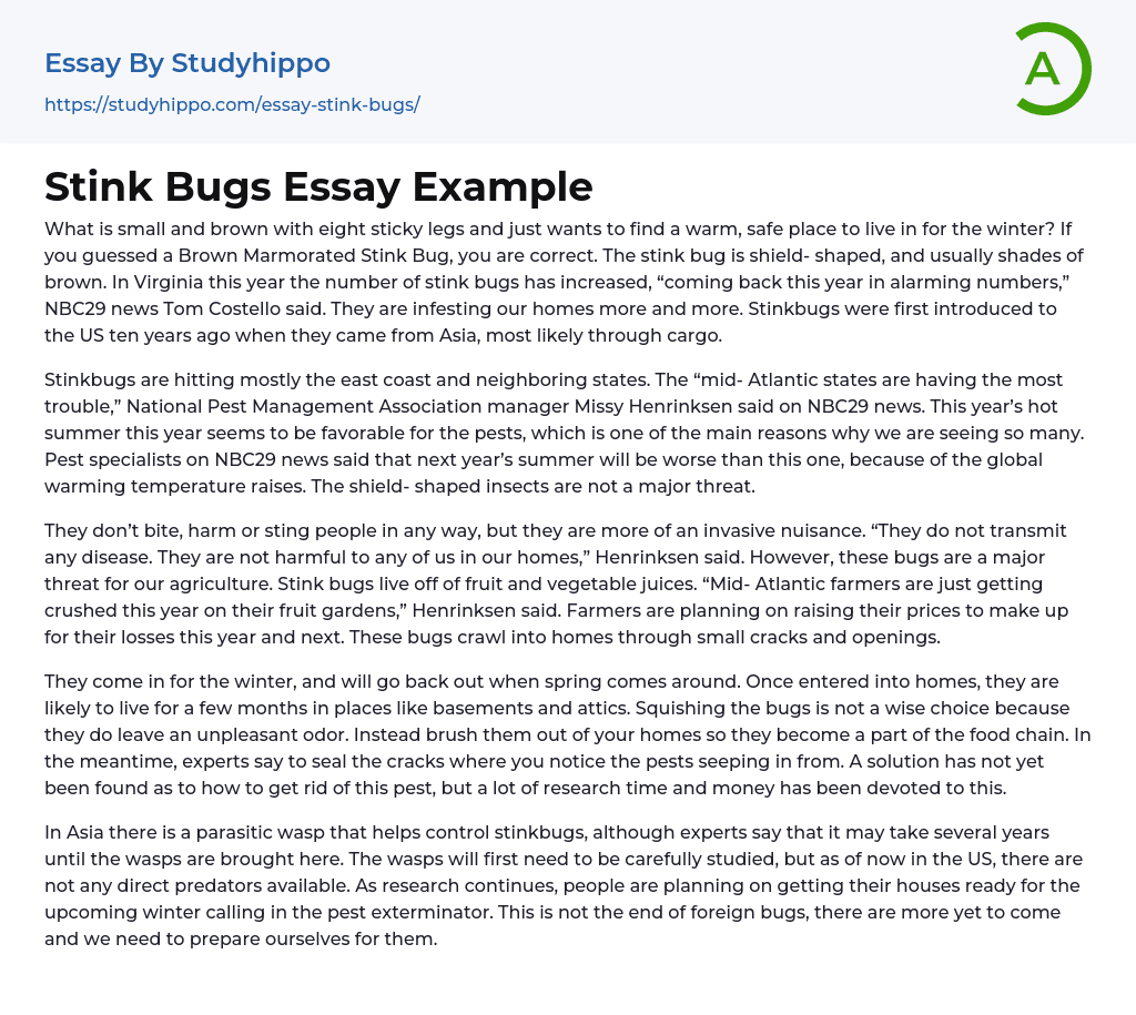 Stink Bugs Essay Example
