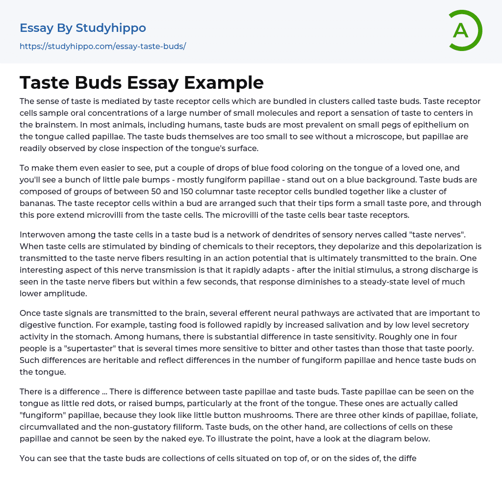 Taste Buds Essay Example