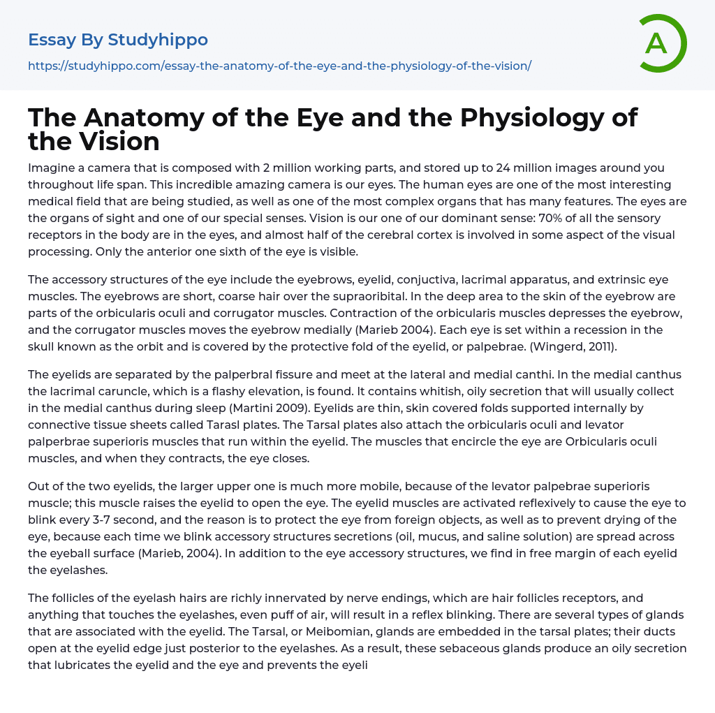 The Anatomy of the Eye and the Physiology of the Vision Essay Example