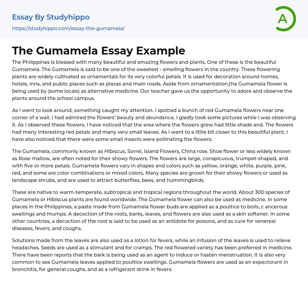 The Gumamela Essay Example