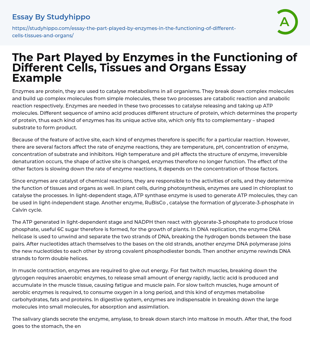 The Part Played by Enzymes in the Functioning of Different Cells, Tissues and Organs Essay Example
