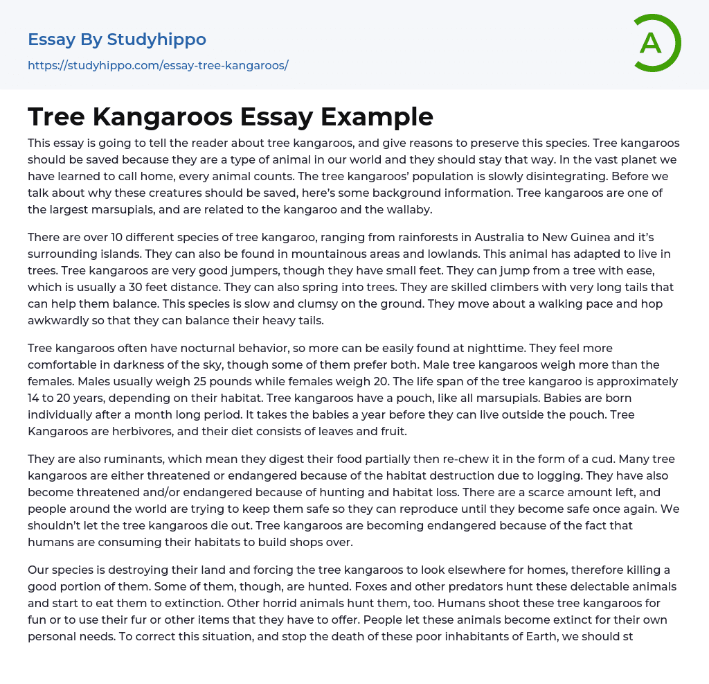 Tree Kangaroos Essay Example