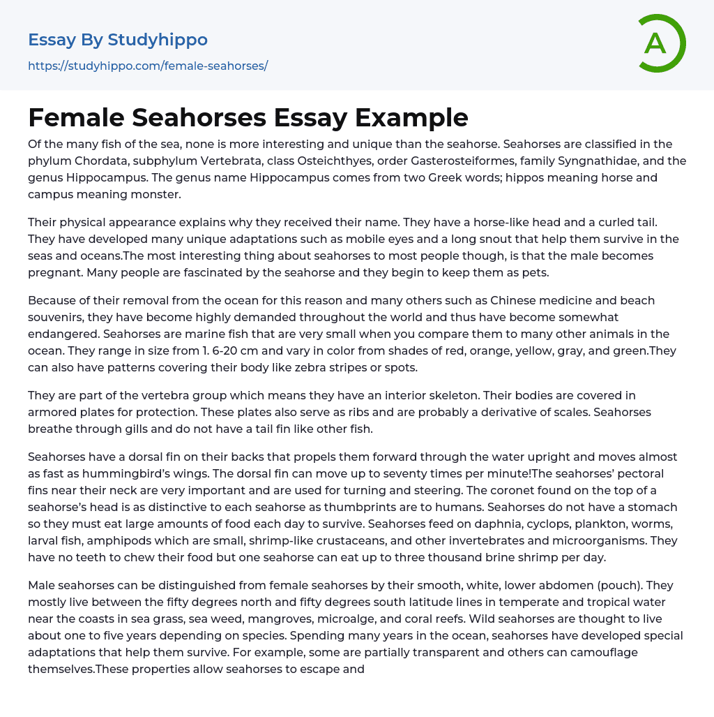 Female Seahorses Essay Example