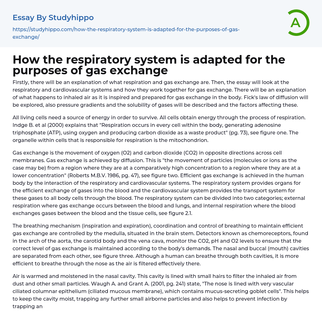 How the respiratory system is adapted for the purposes of gas exchange Essay Example