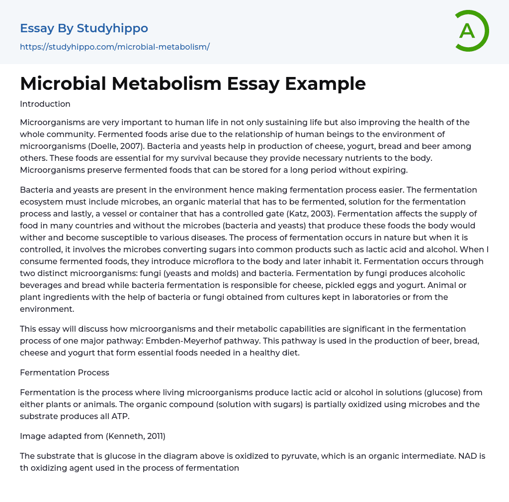 Microbial Metabolism Essay Example