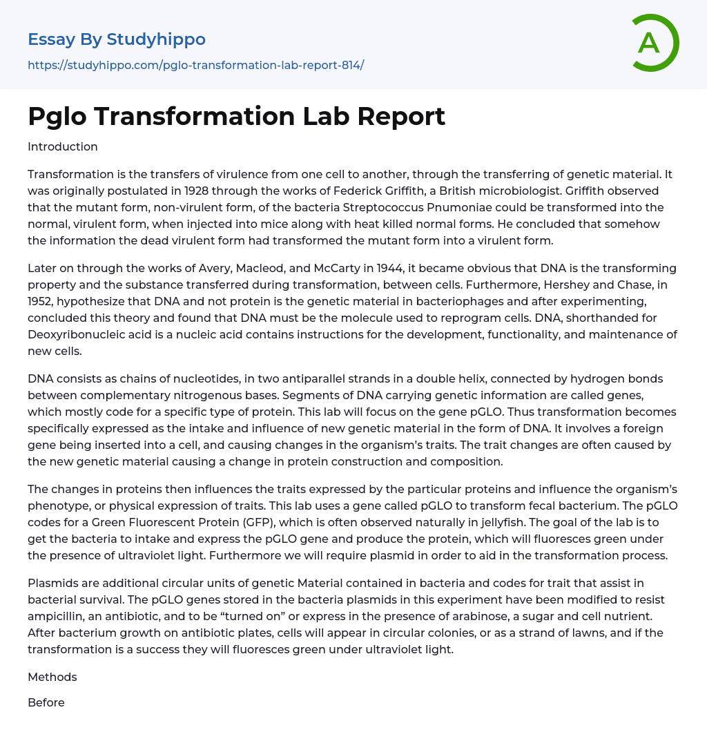 Pglo Transformation Lab Report Essay Example