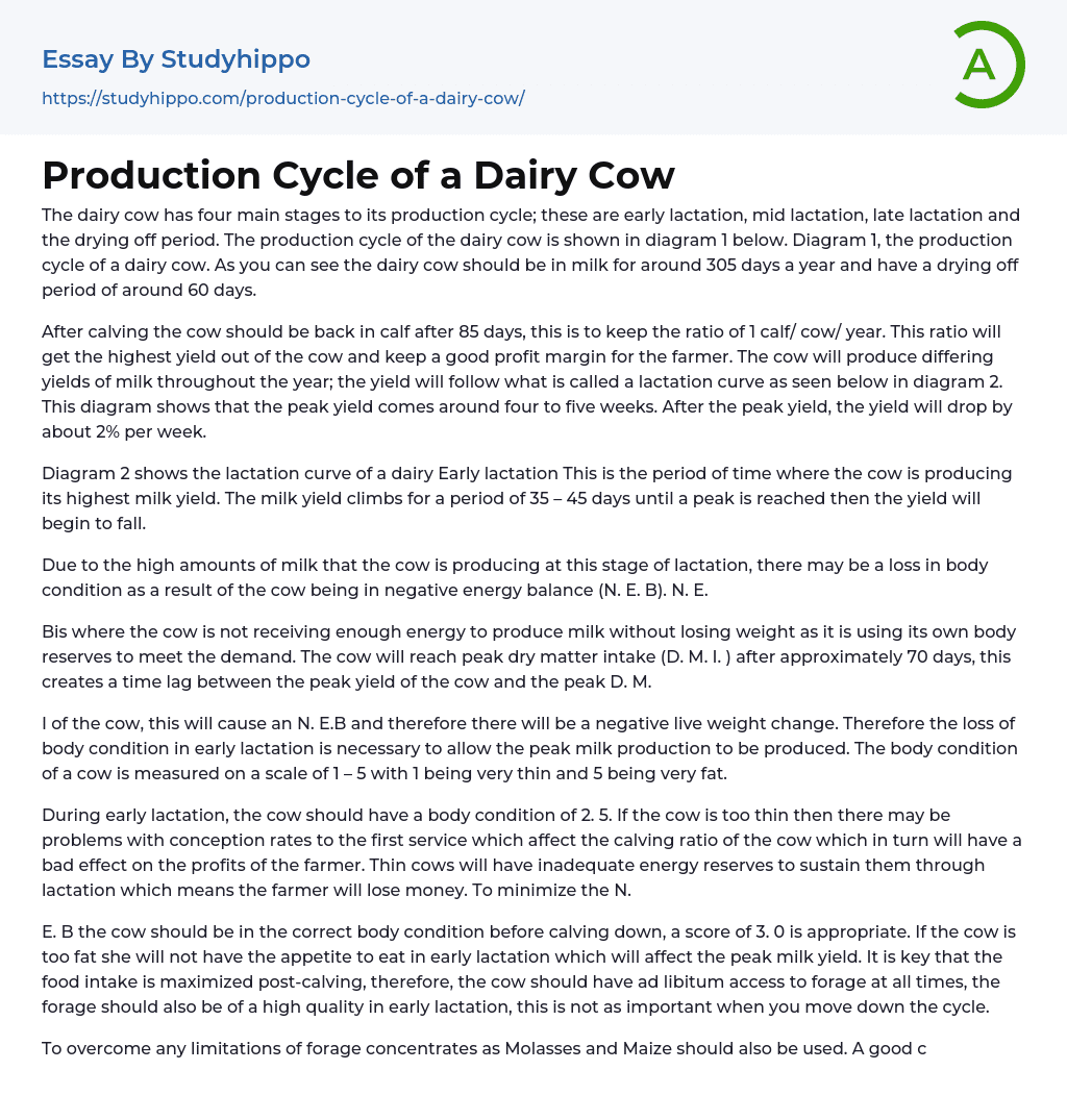 Production Cycle of a Dairy Cow Essay Example
