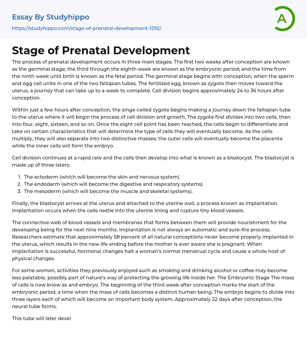 Stage of Prenatal Development Essay Example