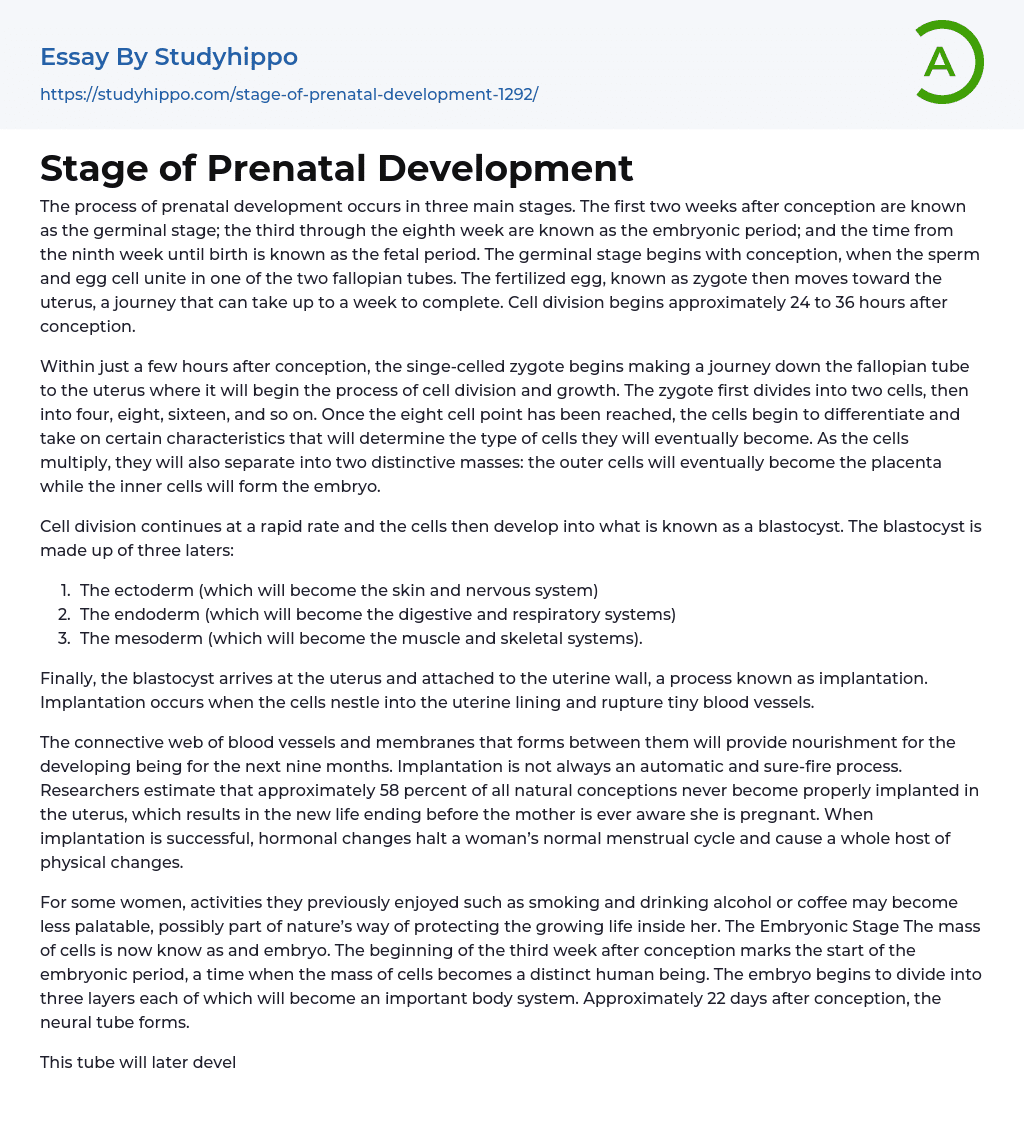 Stage Of Prenatal Development Essay Example StudyHippo