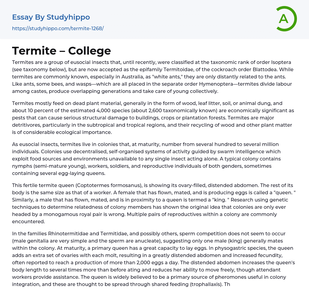 Termite – College Essay Example