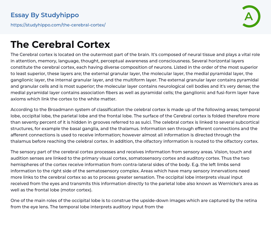 The Cerebral Cortex Essay Example