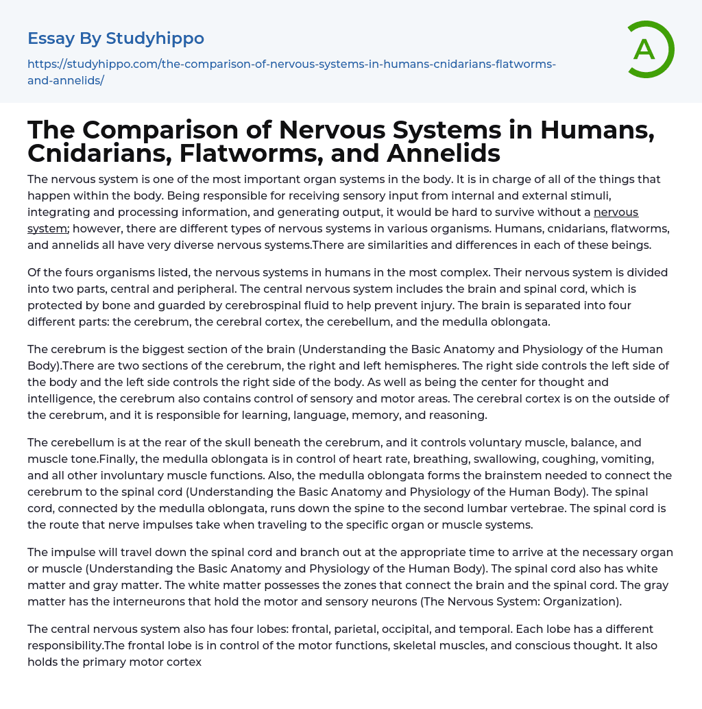 The Comparison of Nervous Systems in Humans, Cnidarians, Flatworms, and Annelids Essay Example