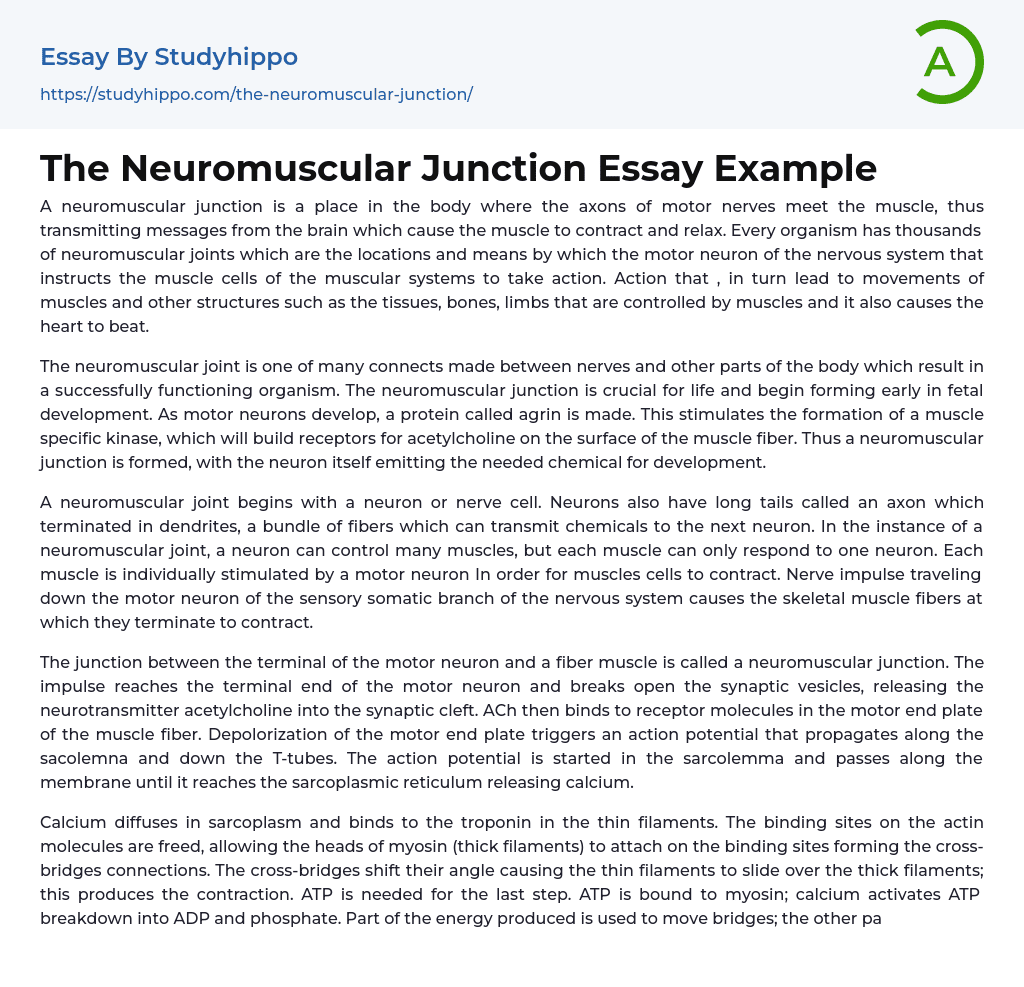 The Neuromuscular Junction Essay Example