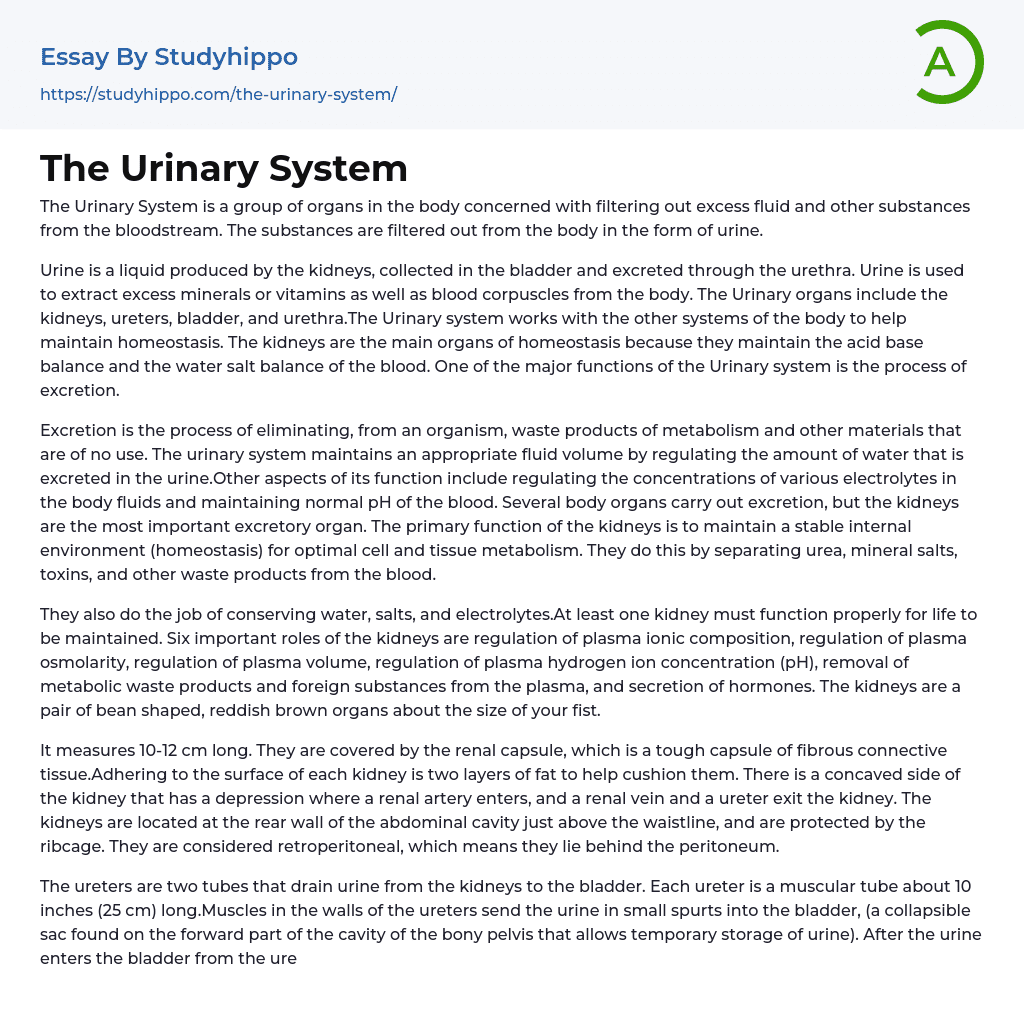 The Urinary System Essay Example