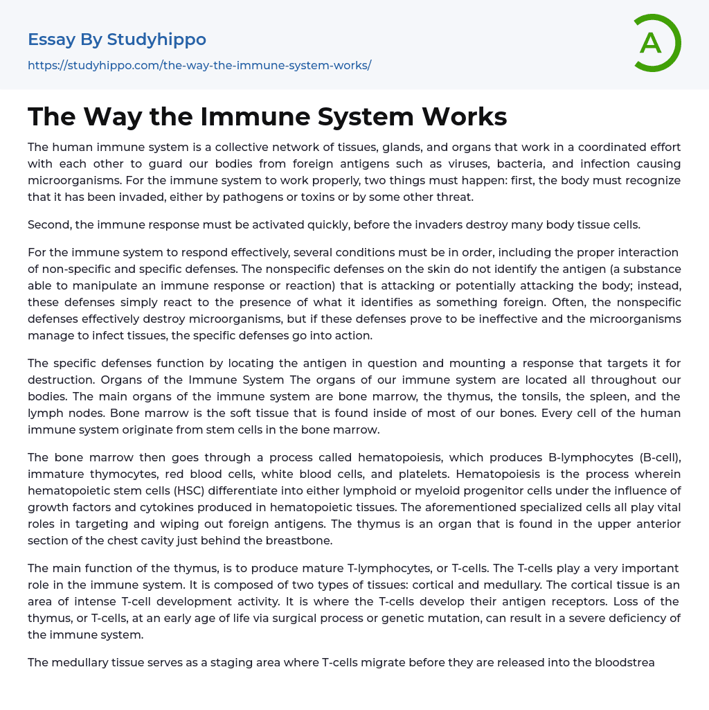 The Way the Immune System Works Essay Example