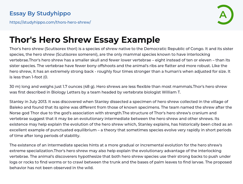 Thor’s Hero Shrew Essay Example