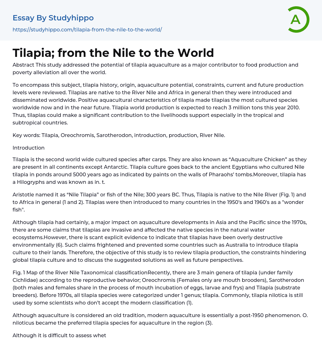 Tilapia; from the Nile to the World Essay Example