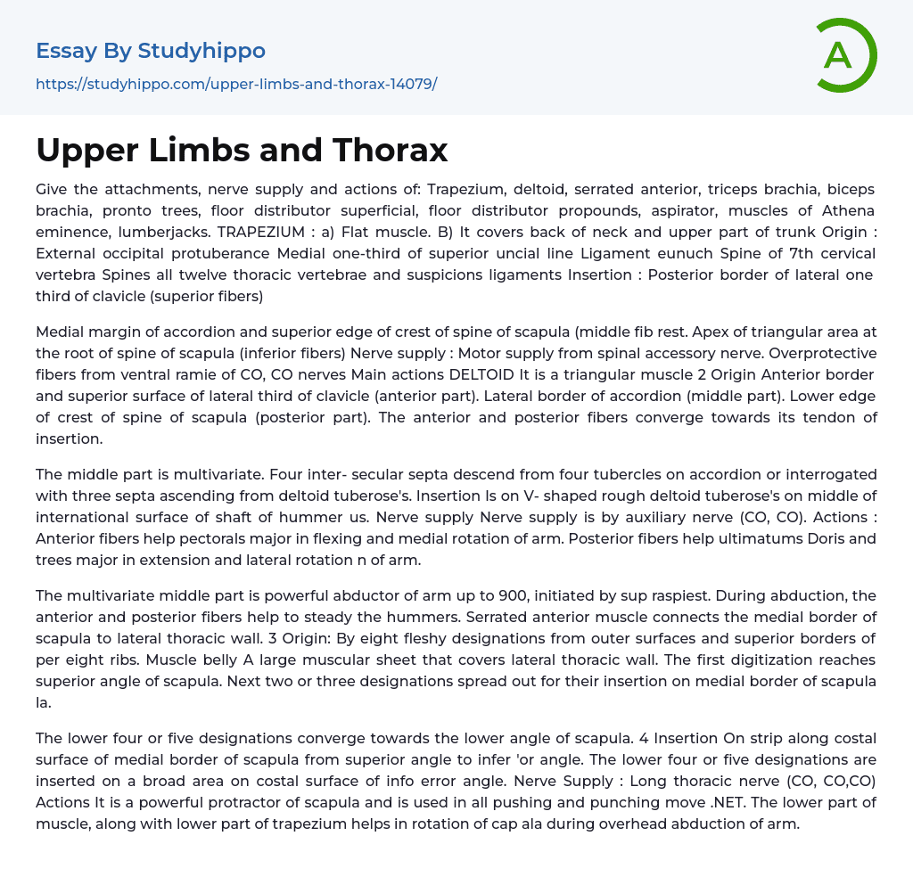 Upper Limbs and Thorax Essay Example
