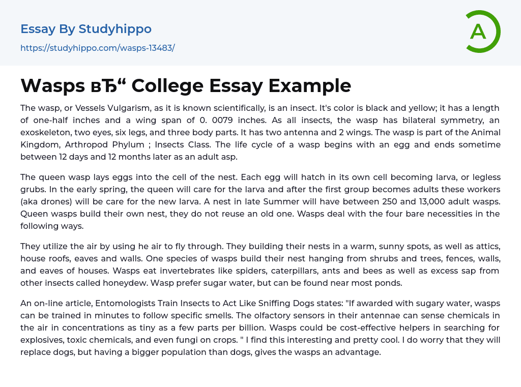 Wasps College Essay Example