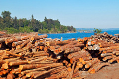 25% percentage of world's lumber harvest goes to paper production