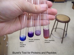 Biuret test - Test for Proteins