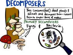 decompose