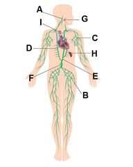 Inguinal lymph nodes