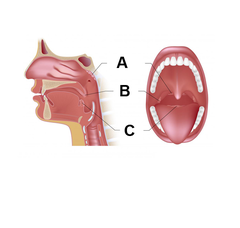 Lingual tonsils