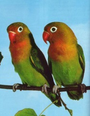 Love Birds  Fischer