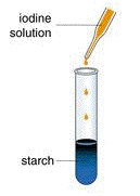 Lugol's reagent (a.k.a. iodine solution) - Test for Starch
