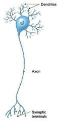 Neuron