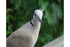 Ring necked dove