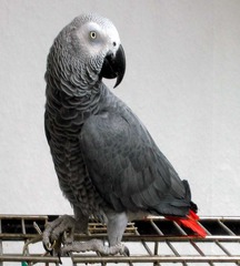 The African Grey