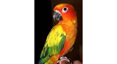 The Conure