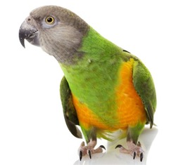 The Senegal Parrot