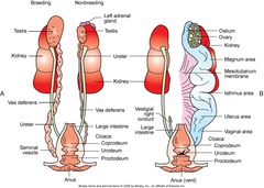 urogenital system