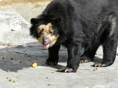 Why is the Andean bear an endangered species in South America?
